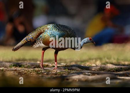 Gutemala nature. Ocellated turkey, Meleagris ocellata, rare bizar bird, Tikal National Park, Gutemala. Wildlife scene from nature. Bird with red wart Stock Photo