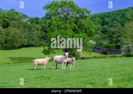 Sheep and lambs enjoying the spring sun near Thorpe in the Derbyshire Peak District Stock Photo