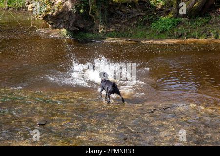 Labrador dogs having fun playing in a river water Stock Photo