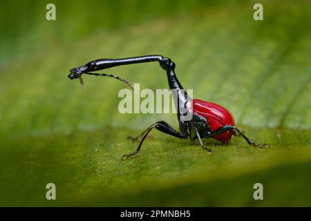 Madagascar endemic. Giraffe weevil, Trachelophorus giraffa, black and red beetle insect on the green leaf. Giraffe weevil on the nature forest habitat Stock Photo
