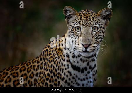Botswana nature. Leopard, Panthera pardus shortidgei, hidden head portrait in the nice orange grass, big wild cat in the nature habitat, sunny day on Stock Photo