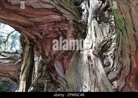 A strong branch grows from an old trunk with gnarled, braced structures in the wood and bark Stock Photo