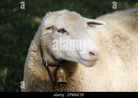 white sheep head with golden bell around neck in early afternoon sun. daytime without people Stock Photo