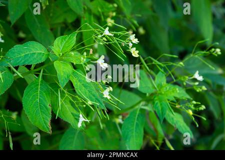 Impatiens parviflora, Small balsam a plant that likes shade. Stock Photo