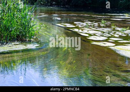 seaweed in the river in summer, sunny day. top view. Stock Photo