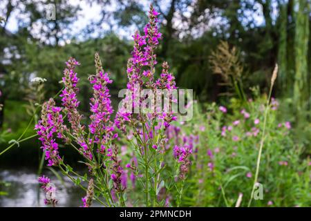 Lythrum salicaria pink flowers, purple loosestrife, spiked loosestrife, purple lythrum on green meadow. Stock Photo