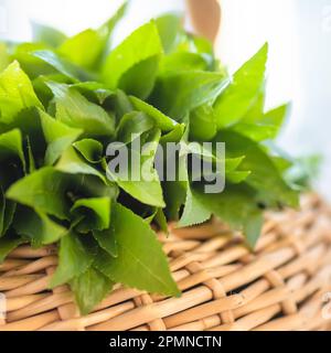 spring in the wild Mercurialis perennis, dog's mercury poisonous collected by an herbalist to prepare an emetic, ophthalmic and purgative elixir. used Stock Photo