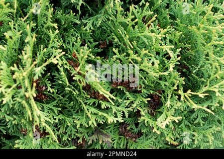 Close-up of thuja branches. Green needles, leaves. Stock Photo