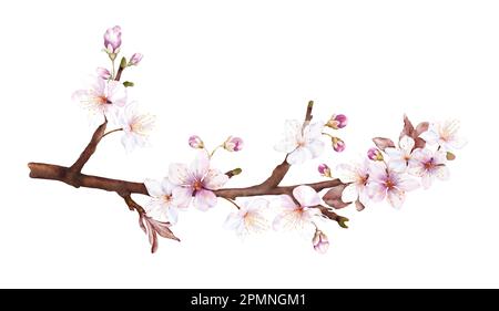 Watercolor magenta cherry blossoms bloom on the branches. Cherry blossom and leaves branch bouquet vector isolated on white background. Suitable for d Stock Vector
