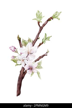 Watercolor light pink cherry blossoms blooming on the branches. Cherry blossom and leaves branch bouquet vector isolated on white background. Suitable Stock Vector