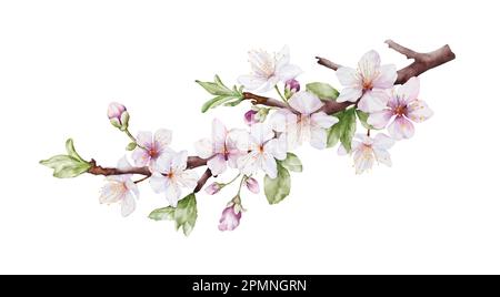 Watercolor cherry blossoms bloom on the branches. Cherry blossom and green leaves branch bouquet vector isolated on white background. Suitable for dec Stock Vector