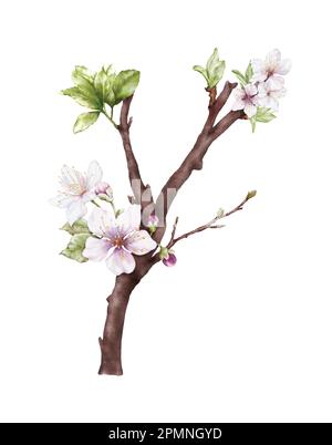 Watercolor light pink cherry blossoms blooming on the branches. Cherry blossom and leaves branch bouquet vector isolated on white background. Suitable Stock Vector