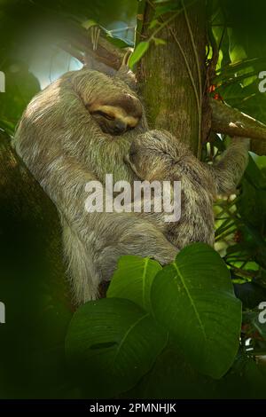 Sloth with young baby. Beautiful animal in nature habitat. Linnaeus's two-toed Sloth, Choloepus didactylus, hidden in the dark green vegetation. Cute Stock Photo