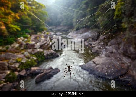 Nephila inaurata, red-legged golden orb-weaver spider with cobweb above the river  Namorana, Ranomafana NP, Madagascar. Iscect from Africa. Spiser wit Stock Photo