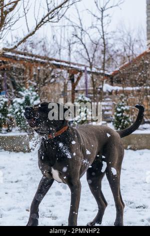 A vertical shot of a domestic Canis Panther dog playing with the snow in a park Stock Photo