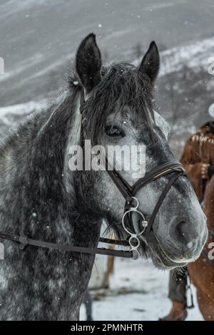 A Lithuanian heavy draft horse in a snowy field during the snowfall Stock Photo