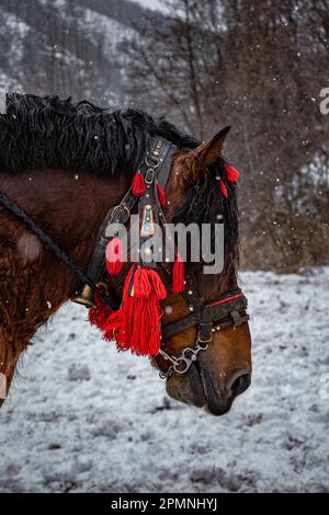A brown Lithuanian heavy draft horse in a snowy field during the snowfall Stock Photo