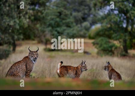 Iberian lynx, Lynx pardinus, mother with two young kitten, wild cat endemic to Iberian Peninsula in southwestern Spain in Europe. Rare cat walk in the Stock Photo