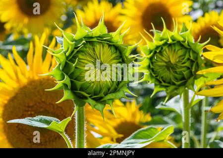 a young unopened sunflower grows in a field. sunflower cultivation concept. Stock Photo