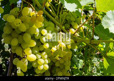 Juicy and tasty big bunches of ripe grapes on plantation bushes. Stock Photo