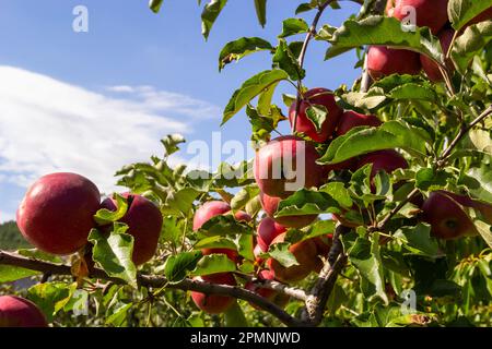 Organic apples. Fruit without chemical spraying. Orchard. Stock Photo