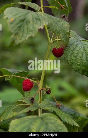 Branch of ripe raspberries in garden. Red sweet berries growing on raspberry bush in fruit garden. Stock Photo