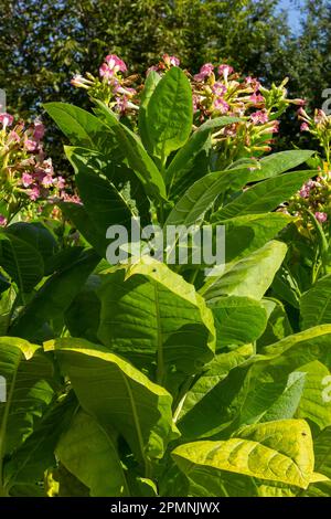 Tobacco Flowers. Tobacco big leaf crops growing in tobacco plantation field. Stock Photo