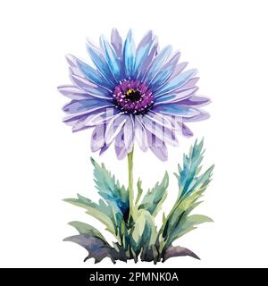 Watercolor chrysanthemum flowers with purple and blue color. Hand painted floral illustration isolated on white background. Can be used as element for Stock Vector