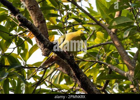 Pin-tailed green pigeon (Treron apicauda) observed in Rongtong in West Bengal, India Stock Photo