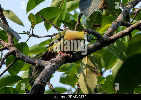 Pin-tailed green pigeon (Treron apicauda) observed in Rongtong in West Bengal, India Stock Photo