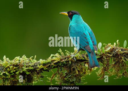 Tanager from tropical forest. Wildlife scene, bird love in habitat. Costa Rica wildlife.  Green Honeycreeper, Chlorophanes spiza, exotic tropical mala Stock Photo