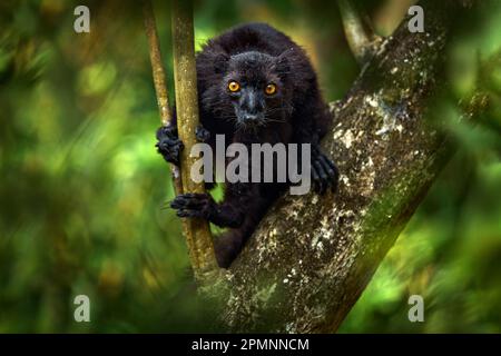Black lemur, Eulemur macaco, face detail portrait with yellow eye. Park National Andasibe - Mantadia in Madagascar.  Red brown monkey on the tree, nat Stock Photo