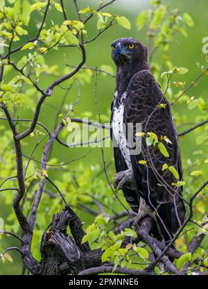 Martial Eagle (Polemaetus bellicosus) from Kruger NP, South Africa. Stock Photo
