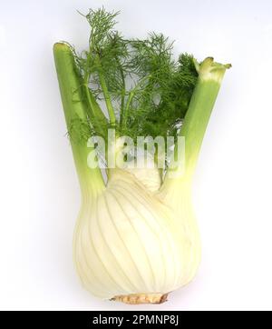 Fenchelknolle, Fenchel Foeniculum Vulgare, ist eine schmackhafte Gemueseart und eine wichtige Heilpflanze. Fennel bulb, Fennel Foeniculum vulgare, is Stock Photo