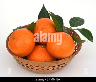 Orange, Citrus sinensis, ist eine exotische Frucht die auch getrocknet als Duftgeber verwendet wird. Orange, Citrus sinensis, is an exotic fruit that Stock Photo