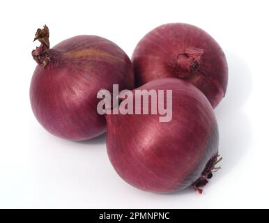 Zwiebel, Allium cepa, ist eine Heilpflanze, und eine der wichtigsten Kuechenkraeuter. Onion, Allium cepa, is a medicinal plant and one of the most imp Stock Photo