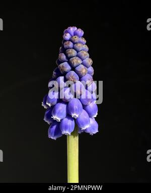 Traubenhyazinthe, Muscari latifolium,  ist eine wild wachsende Blume mit blauen Blueten. Grape hyacinth, Muscari latifolium, is a wild flower with blu Stock Photo