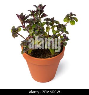 Fresh green blackcurrant mint plant close up isolated on white background Stock Photo