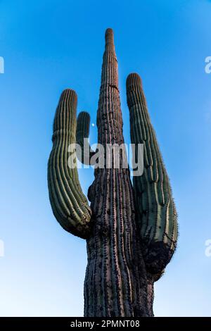 Towering saguaro cactus (Carnegiea gigantea) with the moon seen in between its arms against a blue sky at twilight Stock Photo