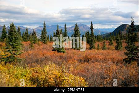 Spectacular autumn colors light up the tundra with hues of orange, yellow and pink and mountain peaks in the distance in Denali State Park, with op... Stock Photo