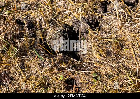 Close-up of dried out soil and cracked ground in a grain field resulting from months of drought; Alcomdale, Alberta, Canada Stock Photo