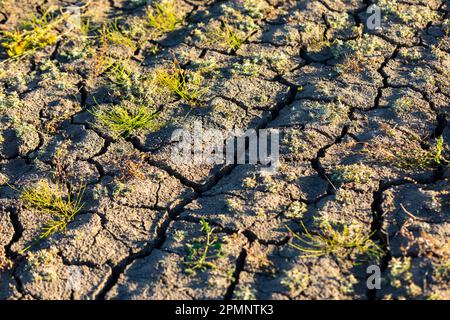Close-up of cracked ground with small plants in a grain field resulting from months of drought; Alcomdale, Alberta, Canada Stock Photo
