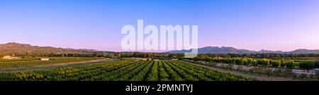 Panoramic view of peach tree fields at dusk; Benissanet, Tarragona, Spain Stock Photo