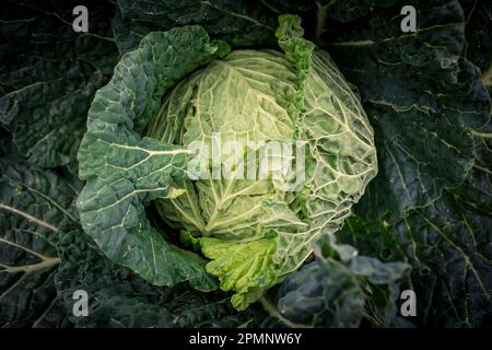 Close-up of a leafy, head of cabbage (Brassica oleracea var. capitata) in a field; Benissanet, Tarragona, Spain Stock Photo