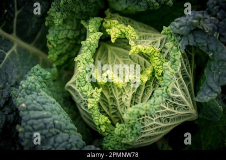 Close-up of a leafy, head of cabbage (Brassica oleracea var. capitata) in a field; Benissanet, Tarragona, Spain Stock Photo