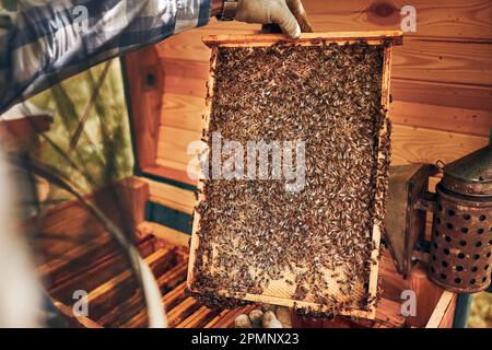 Beekeeper working in apiary. Drawing out the honeycomb from the hive with bees on honeycomb. Harvest time in apiary. Beekeeping as hobby. Agriculture Stock Photo