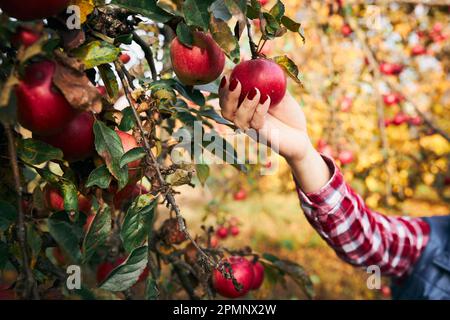 Woman picking ripe apples on farm. Farmer grabbing apples from tree in orchard. Fresh healthy fruits ready to pick on fall season. Agricultural indust Stock Photo