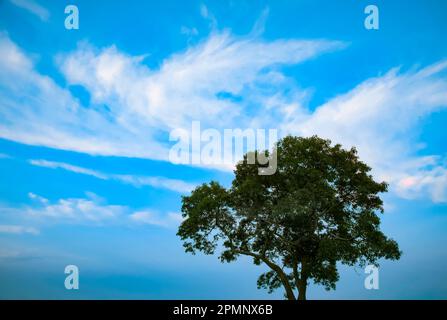 Oak tree against a blue sky with wispy clouds; Mystic, Connecticut, United States of America Stock Photo