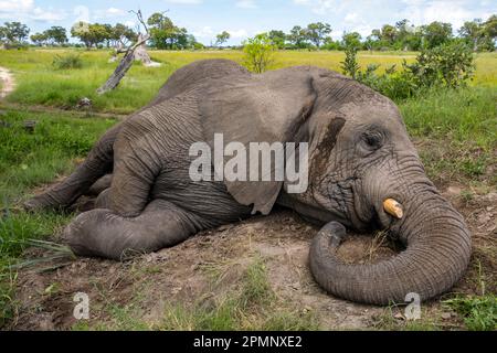 Orphaned elephant (Loxodonta africana) lying down to sleep; Okavango Delta, Botswana Stock Photo