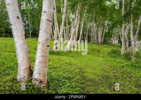 Small grove of white birch trees (Betula papyrifera), also known as paper birch or canoe birch, on the shores of the Maine coast at sunset Stock Photo